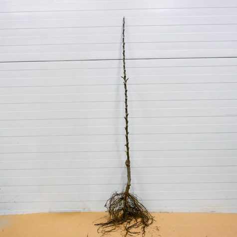 Apfelbaum Cortland - Wurzelnackte Pflanze