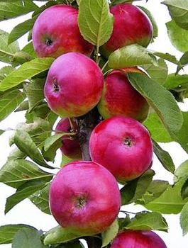 Säulen-Apfelbaum Gin vom Typ Lobo - Wurzelnackte Pflanze