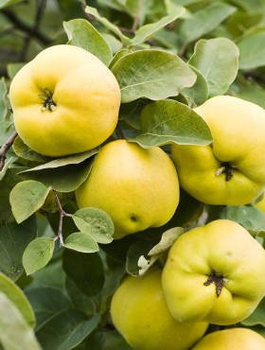 Apfelquitte Laskowicka - Wurzelnackte Pflanze