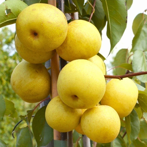 Asiatische Birne Kumoi - Wurzelnackte Pflanze