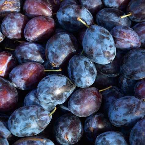 Pflaumenbaum typu Haganta Obstbaum Pflaume 80cm / 140cm