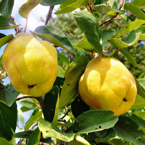 Apfelquitte Laskowicka Apfel quitte Obstbaum Apfelquitte 80cm / 140cm