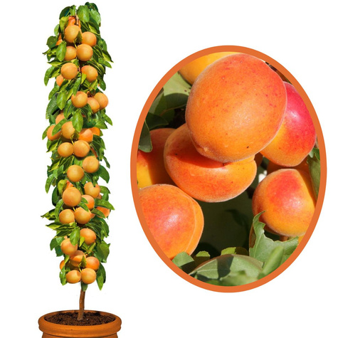 Aprikosenbaum Säulenobst Compacta Obstbaum Aprikose 120 cm / 160 cm