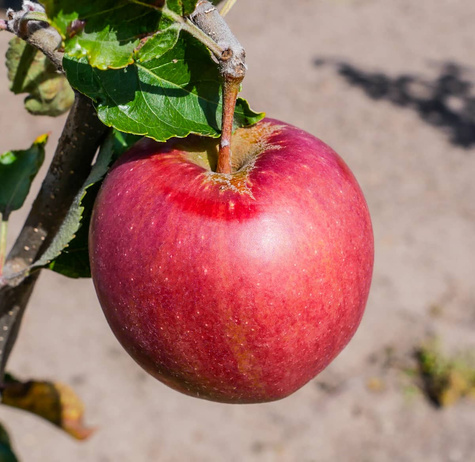 Apfelbaum Idared - Wurzelnackte Pflanze