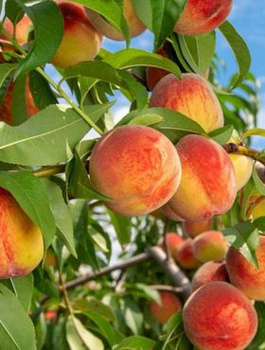 Pfirsichbaum Reliance - Wurzelnackte Pflanze