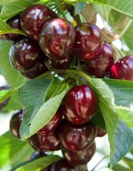 Süßkirsche Burlat - Zwergform (GISELA5) - Wurzelnackte Pflanze