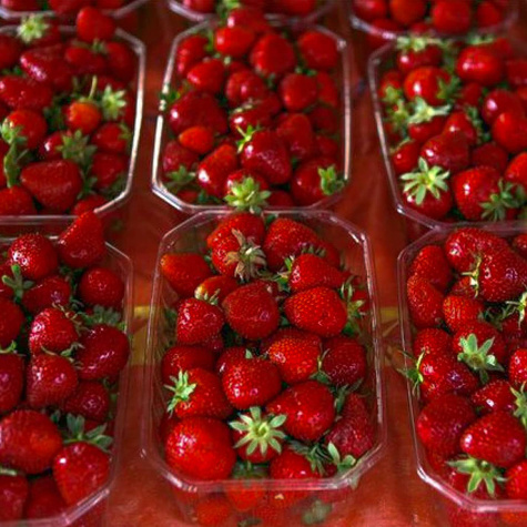 10 Stk. Erdbeerpflanze 'Honeoye' sehr frühe Erdbeere, für Konfitüren