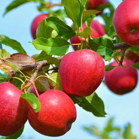Apfelbaum Novamac - Wurzelnackte Pflanze