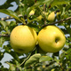 Säulen-Apfelbaum LaLambada vom Typ Golden Delicious - Wurzelnackte Pflanze