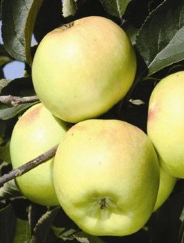 Apfelbaum Reneta Landsberska - Wurzelnackte Pflanze