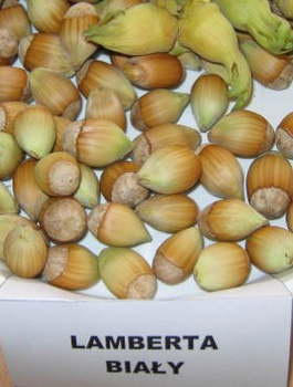 Haselnuss Lambert’s Weiße - Wurzelnackte Pflanze