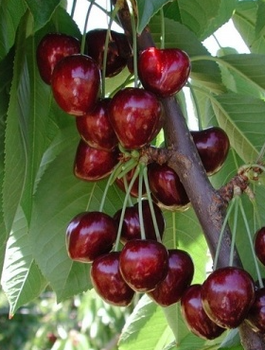 Süßkirsche Summit Zwergform - Wurzelnackte Pflanze