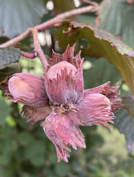Haselnuss „Krystyna Rot“ - Wurzelnackte Pflanze