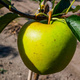 Duo Apfelbaum Red Boskoop + Golden Delicious - Wurzelnackte Pflanze