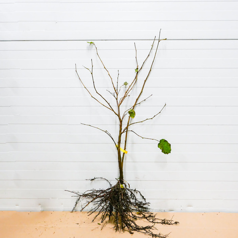 Haselnuss Lambert’s Weiße - Wurzelnackte Pflanze