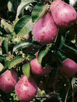 Birnbaum Rote Williams Christ - Wurzelnackte Pflanze