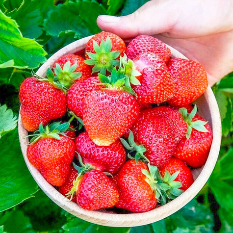 10 Stk. Erdbeerpflanze 'Elkat' Sehr fruchtbar