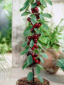 Säulenkirsche - Wurzelnackte Pflanze