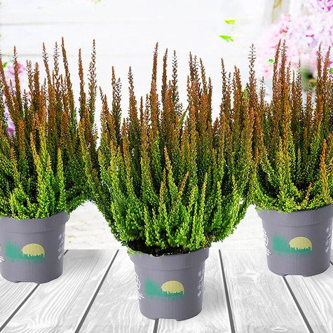 Heide Skyline Zorina braun – Setzlinge