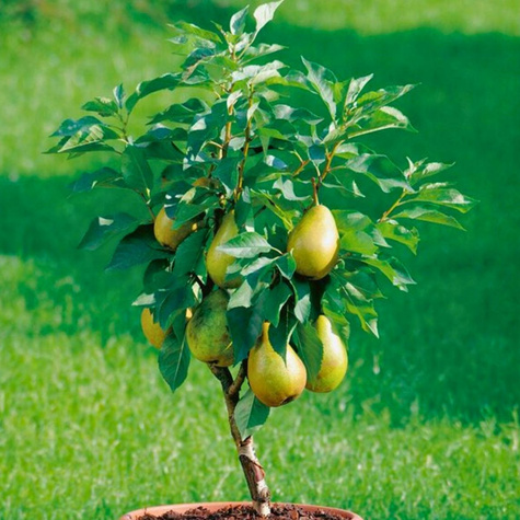 Birnenbaum Mini Zwerg Garden Pearl Obstbaum Birne 120 cm / 160 cm