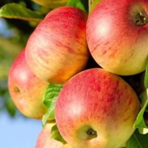 Apfelbaum ‘Geneva Early’ - Wurzelnackte Pflanze