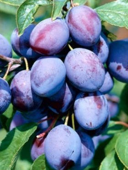 Pflaume Frühzwetschge - Wurzelnackte Pflanze