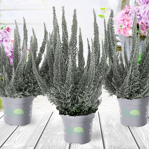 Heide Skyline Cologne silberfarben – Setzlinge