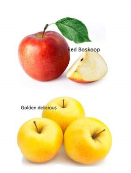 Duo Apfelbaum Red Boskoop + Golden Delicious - Wurzelnackte Pflanze