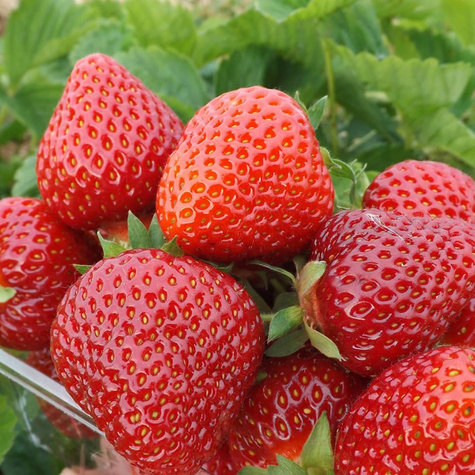 10 Stk. Erdbeerpflanze 'Hossa' - Immertragende