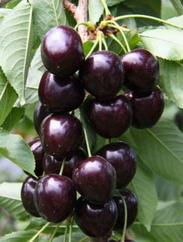 Süßkirsche ‘Kordia’ - Zwergform (GISELA 5) - Wurzelnackte Pflanze