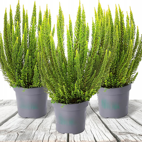 Wrzos pospolity Skyline Stockholm zielony