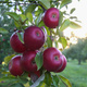Apfelbaume Himbeer Apfelbaum Obstbaum Apfel 80cm / 140cm