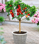 Pfirsichbaum Mini Zwerg Honey Gold Obstbaum Pfirsich 120 cm / 160 cm