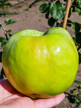 Apfelbaum Antonówka Weißer Rahmapfel Anderthalbpfünder - Wurzelnackte Pflanze