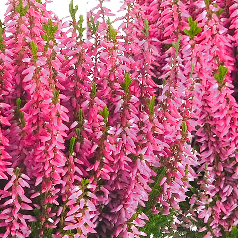 3x Heide hellrosa knospenblühend – Pflanzenset