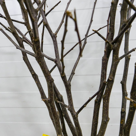 Apfelbaum Antonówka Weißer Rahmapfel Anderthalbpfünder - Wurzelnackte Pflanze