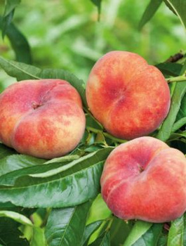 Flachpfirsich Galaxy - Wurzelnackte Pflanze