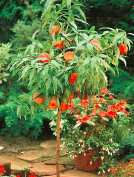 Mini-Zwergpfirsich ‚Honey Gold’ - Wurzelnackte Pflanze