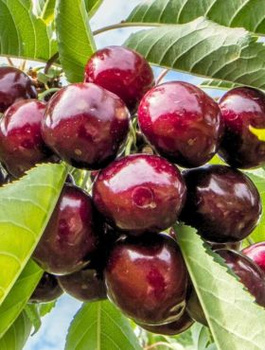 Süßkirsche Sam Zwergform - Wurzelnackte Pflanze