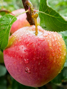 Apfelbaum Gala Must - Wurzelnackte Pflanze