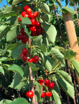 Säulen-Süßkirsche Silva - Wurzelnackte Pflanze