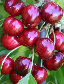 Süßkirsche Burlat - Wurzelnackte Pflanze