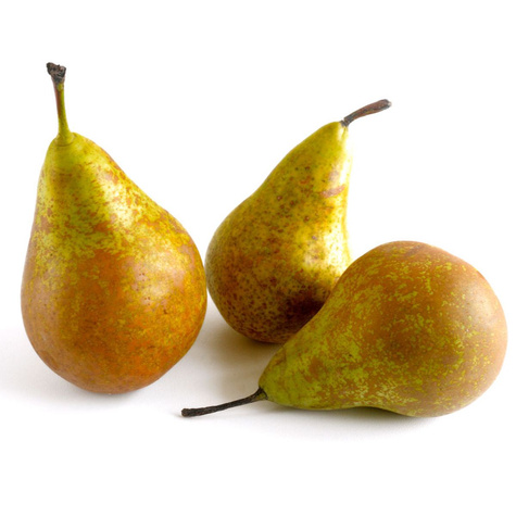 Birnenbaum Konferencja - Wurzelnackte Pflanze 