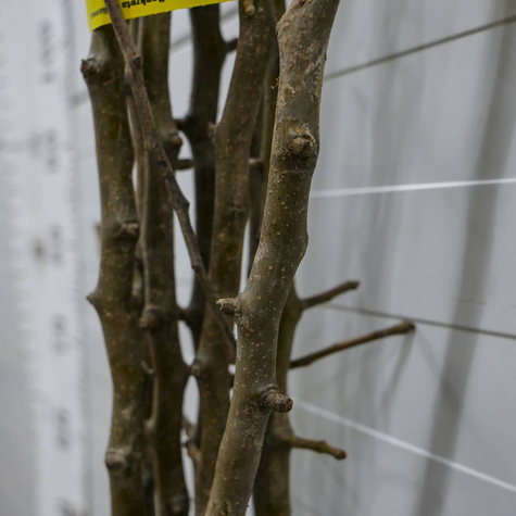 Birnbaum der Sorte Williams Christbirne - Wurzelnackte Pflanze