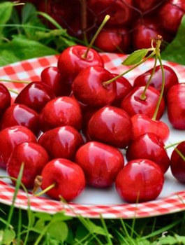 Süßkirsche ‘Skeena’ - Wurzelnackte Pflanze