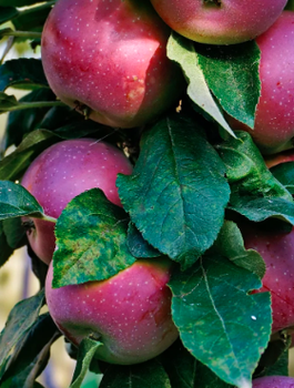 Säulen-Apfelbaum ‘Red Spring’  - Wurzelnackte Pflanze