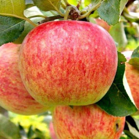 Apfelbaum Grafsztynek - Wurzelnackte Pflanze