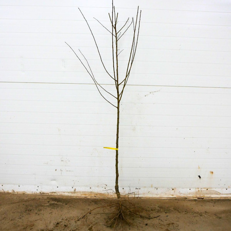 Pflaumennectarine Ozark Premier - Wurzelnackte Pflanze