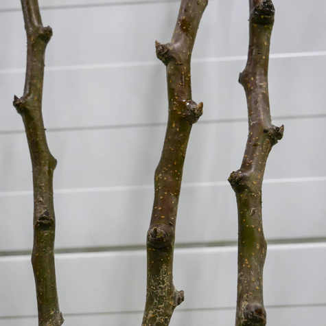 Birnenbaum Klapsa Faworytka - Wurzelnackte Pflanze