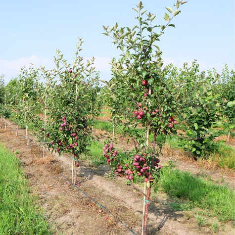 Apfelbaum Red Love - Wurzelnackte Pflanze